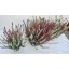 product/img.floraplaza.nl/26303-12-LIVE_fotos-0x901D04B3EA1BFA704E60395AA205A54B2192C7C3.jpg