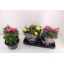 product/img.floraplaza.nl/26322-23-LIVE_fotos-0x260E1F7A2CF39DAABDDAF548603DA3D100D60829.jpg