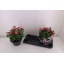 product/img.floraplaza.nl/26322-23-LIVE_fotos-0x4A0F0D9E69E2FF2D04B6866A90F9D8E5D0018D39.jpg