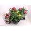 product/img.floraplaza.nl/26322-23-LIVE_fotos-0x5C579B7C1CA6EBDAA64592BD291C7AA1D3DC4FED.jpg