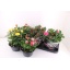product/img.floraplaza.nl/26322-23-LIVE_fotos-0xEC6F914A81904094C59F5300A61344CAC198BB53.jpg