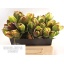 product/img.floraplaza.nl/26361-40-LIVE_fotos-0xF9147AA7F23DDA5A1C9D07EA629F3C97CDDC938B.jpg