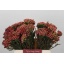 product/img.floraplaza.nl/26363-40-LIVE_fotos-0xD25F13C5AAE314DAFE09E88A89AE5D2B48535B49.jpg