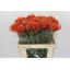 product/img.floraplaza.nl/26414-60-LIVE_fotos-0xB73540C1F3FE5879FB47D1D0280977EC8C968B05.jpg