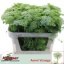 product/img.floraplaza.nl/26437-75-LIVE_fotos-0x66350C7D6B5B4EEDEE3E13E0E41ABB43A2AC86BB.jpg