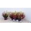 product/img.floraplaza.nl/26548-12-LIVE_fotos-0xA35DB6487956B7C8FDB20E0A5762CEBAE23C192B.jpg