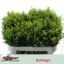 product/img.floraplaza.nl/26838-70-LIVE_fotos-0xD2C4F0DFB4899E86504C93DBDA019D4843A10ABD.jpg