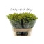 product/img.floraplaza.nl/26838-80-LIVE_fotos-0x5428D2593CE35A326CBF8A1DF82A8437B5D689A7.jpg
