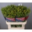 product/img.floraplaza.nl/26838-80-LIVE_fotos-0x77AC7DAA3FF61E4CBECCB7DC0950F5FE1480D5A2.jpg