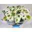 product/img.floraplaza.nl/269-40-LIVE_fotos-0x39A64F669A0C55F5D46A011E1CDC93800695FB2C.jpg