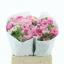 product/img.floraplaza.nl/269-40-LIVE_fotos-0xB16D1F79A2FA12F47355057BF5FE8796BA26D913.jpg