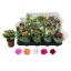 product/img.floraplaza.nl/26912-7-LIVE_fotos-0x1CAF0B3F2C10C4391D392692E2C0BF0B4E81F398.jpg