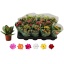 product/img.floraplaza.nl/26913-7-LIVE_fotos-0xDDEF102B7D10198C88DD999AF1EE0D488AB1DBAB.jpg
