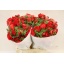 product/img.floraplaza.nl/26945-45-ASSORTI_fotos-MVA-Anemone mistral plus red.JPG