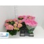 product/img.floraplaza.nl/26970-15-LIVE_fotos-0x820513F3369BA8CB9D0C31C58DE3C4E57E6A7E26.jpg