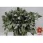 product/img.floraplaza.nl/27052-60-ASSORTI_fotos-Magnet-Blad eucalyptus populus per bunch 400gr.JPG