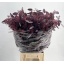 product/img.floraplaza.nl/27052-65-LIVE_fotos-0x1CAD130849069658BFCC7785B7F150C06483CB6D.jpg