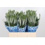product/img.floraplaza.nl/2706-60-LIVE_fotos-0x0A76BE7EE37268BE4C386A5FD90297B32F3BFB85.jpg