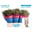 product/img.floraplaza.nl/2706-60-LIVE_fotos-0x3A094EF999657005C1950854DAA76D8280D045DC.jpg