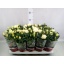 product/img.floraplaza.nl/27128-510-LIVE_fotos-0x994909ABE95A357B87F0B55BC20083FE37AFE8BA.jpg