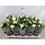 product/img.floraplaza.nl/27128-510-LIVE_fotos-0x9C5DA39AE03832BDE68E9620A153C5D1364F0AB6.jpg