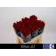 product/img.floraplaza.nl/27157-60-LIVE_fotos-0x3636EA2AFD59125BC9E53B293AE1A9FED1FACBDA.jpg