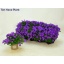 product/img.floraplaza.nl/27158-11-LIVE_fotos-0x5B5F4B777FC28A436A00376C084633A17FAAB5F0.jpg