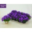 product/img.floraplaza.nl/27158-11-LIVE_fotos-0xD2B4A480766875590BDC4D64A1A6D0645B4FAB15.jpg