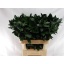 product/img.floraplaza.nl/277-8-LIVE_fotos-0x130CD9DD20A9AE5A10C93C16CC15CEE0A4D2C8CF.jpg