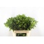 product/img.floraplaza.nl/277-8-LIVE_fotos-0xBA4A87B503A398A49E86FBFC562BE2AE9FD87856.jpg