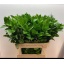 product/img.floraplaza.nl/277-8-LIVE_fotos-0xFA2FACA8DBE9CEAB398D7BF843DAB2469BF23D74.jpg
