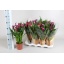 product/img.floraplaza.nl/27902-13-LIVE_fotos-0x2E2F92F16174FA62B90F25A4EE5B14B8C9FFDAA3.jpg