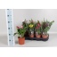 product/img.floraplaza.nl/27902-13-LIVE_fotos-0xDE0B6D95D0B3F4269346AC5886E7B0BFF29CAD9B.jpg