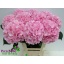 product/img.floraplaza.nl/27918-65-LIVE_fotos-0x9FC0D3A44DDA9D8A1B40B955E9BBB7195AB1457B.jpg
