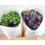 product/img.floraplaza.nl/28-40-LIVE_fotos-0x147D06001E2F651339DCC09247264979FE6B1B8E.jpg