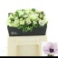 product/img.floraplaza.nl/28-40-LIVE_fotos-0xCC1F9CF32CF713AA7B0796EE6AADAAF98849102E.jpg