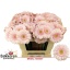 product/img.floraplaza.nl/28237-50-LIVE_fotos-0x95714CE780035438845EA3DCEBB5FFB485CDFE16.jpg