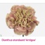 product/img.floraplaza.nl/28260-70-ASSORTI_fotos-MVA-Dianthus antigua.jpg