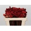 product/img.floraplaza.nl/28281-50-LIVE_fotos-0xFA16C6A3624AC2B191D4331EF9E6F43EB3BACAC8.jpg