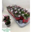 product/img.floraplaza.nl/28608-9-LIVE_fotos-0xF5F63BCCB691DF320D404FFD4A6F870A9ADADE8B.jpg