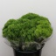 product/img.floraplaza.nl/28699-45-LIVE_fotos-0x471C3DD22D2EAE8403756F5B0F26D2BF81EB8227.jpg