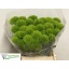 product/img.floraplaza.nl/28699-60-LIVE_fotos-0x737A6FE9682685EAE95D10A4FC518EDAE905DDA6.jpg