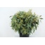 product/img.floraplaza.nl/28708-65-LIVE_fotos-0x06CB8C53A4C258B89DBEE31960D5D7E5F444477F.jpg