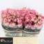 product/img.floraplaza.nl/28710-60-LIVE_fotos-0xDDEA52686DEC8D3809C0E9EB7C4CE783D1D1C9D7.jpg