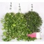 product/img.floraplaza.nl/28752-17-LIVE_fotos-0xE0DA021B56D7420944497A4E7842EA09A72D5A0F.jpg