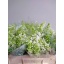 product/img.floraplaza.nl/288-40-LIVE_fotos-0xF03CCE276983428F8433B3EEE47E72EBFEF15406.jpg
