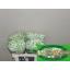 product/img.floraplaza.nl/288-50-LIVE_fotos-0x4577D2C5F1170574D1C1E4E5B2A6DF3C5C124869.jpg