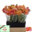 product/img.floraplaza.nl/28802-45-LIVE_fotos-0xDD3069F2ADC7C11E73937B7B599B74431207ED2E.jpg