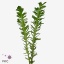 product/img.floraplaza.nl/28883-50-ART_fotos-VBN-vbn28883.jpg