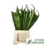 product/img.floraplaza.nl/28883-50-LIVE_fotos-0x7864F1FADC1DE691D22CD190EAC8632BE679F509.jpg